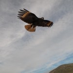 Fine-tuning how we soar on Wings Like Eagles (WLE)!